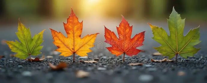 Autumn Transitions: 5 Easy Ways to Shift Your Home from Summer to Autumn