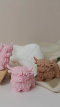 Load and play video in Gallery viewer, Highland Cattle
